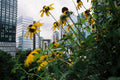 Sunflowers in Midtown